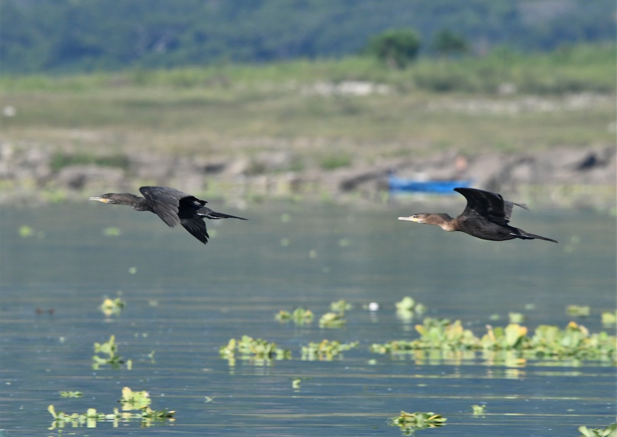 Neotropic Cormorant - Zachary Peterson