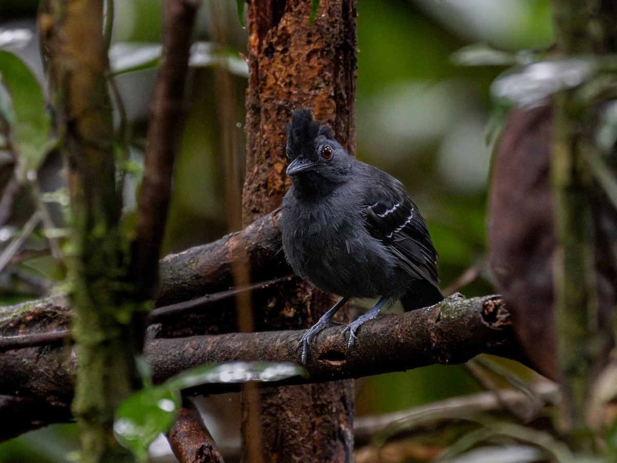 Black-headed Antbird - ML601610211