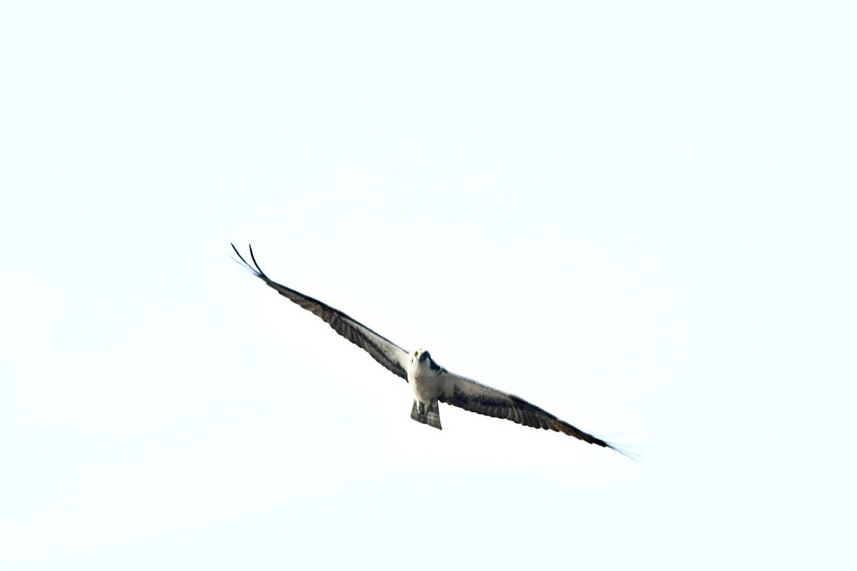 Águila Pescadora - ML601610871