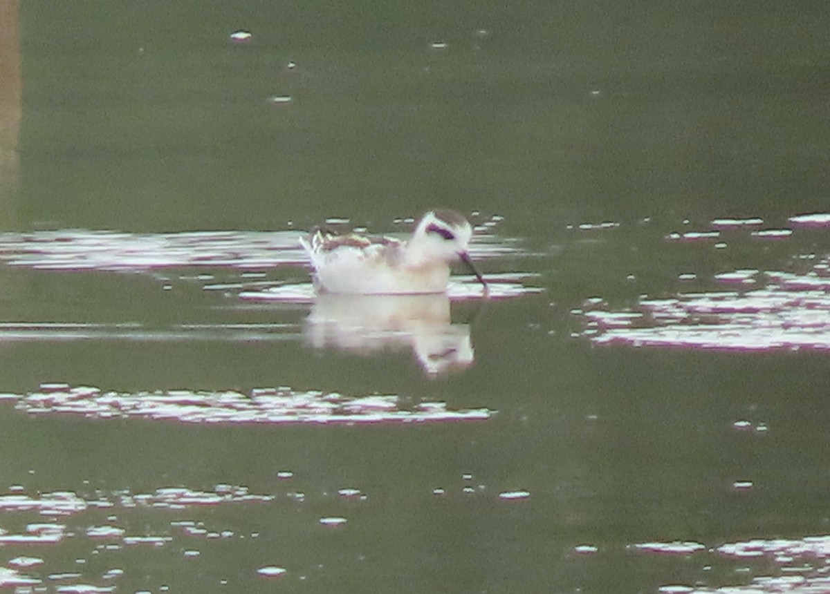 Red-necked Phalarope - ML601610891