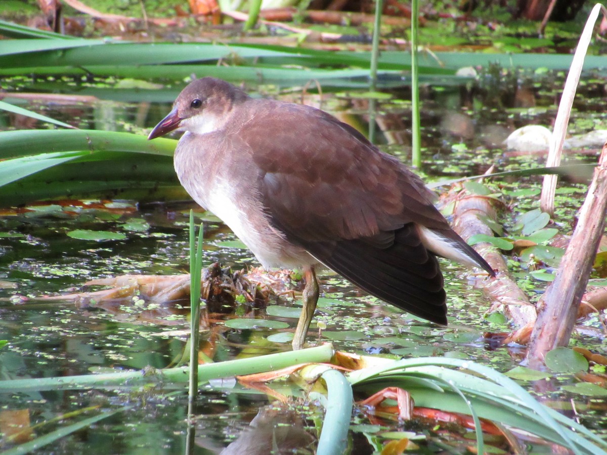 Gallinule poule-d'eau - ML601611551