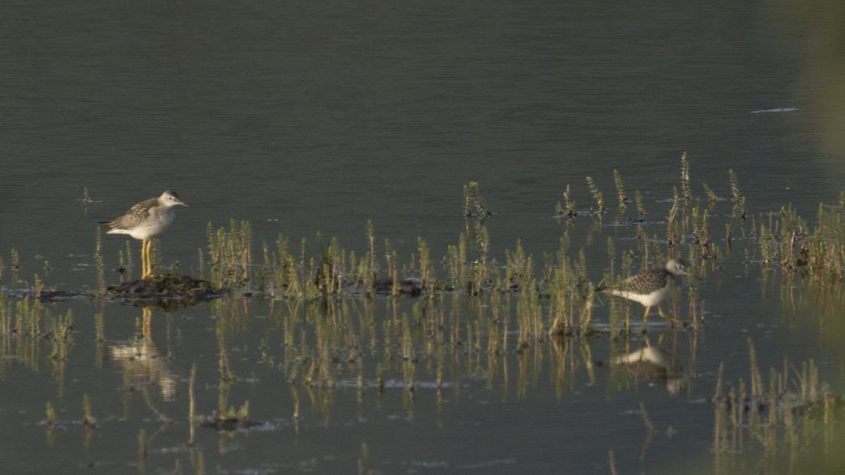 Lesser Yellowlegs - ML601611971