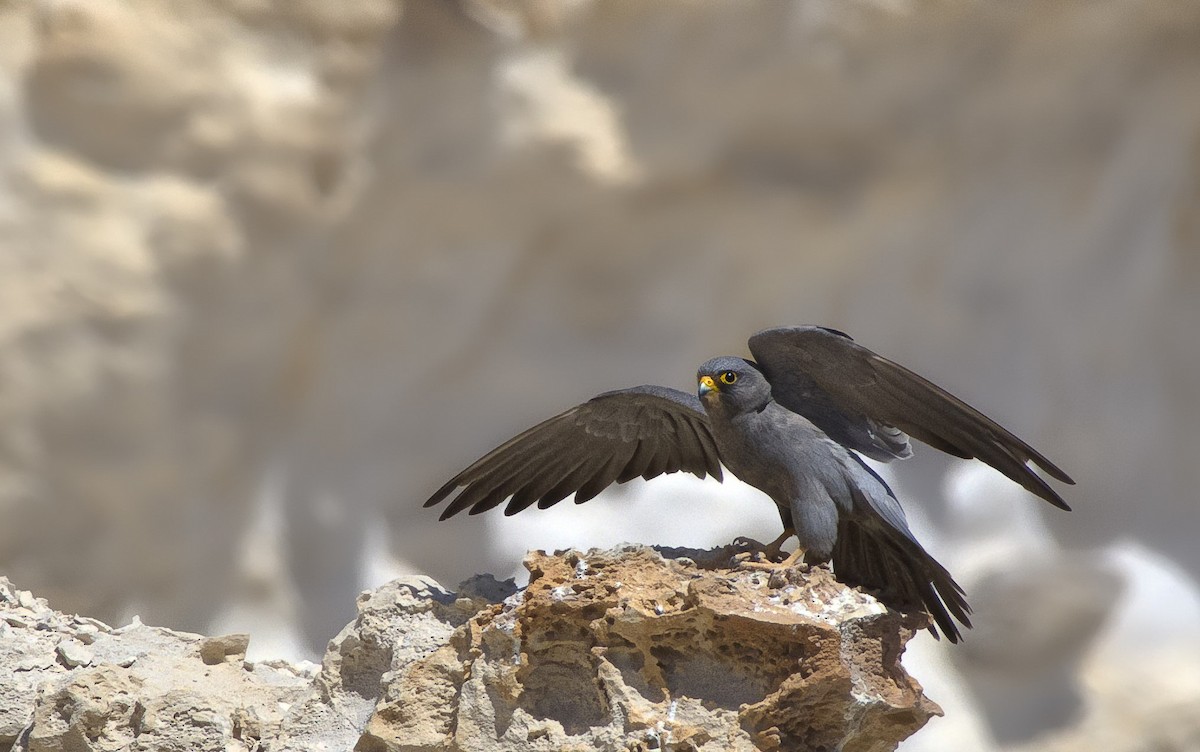 Sooty Falcon - shahar yogev