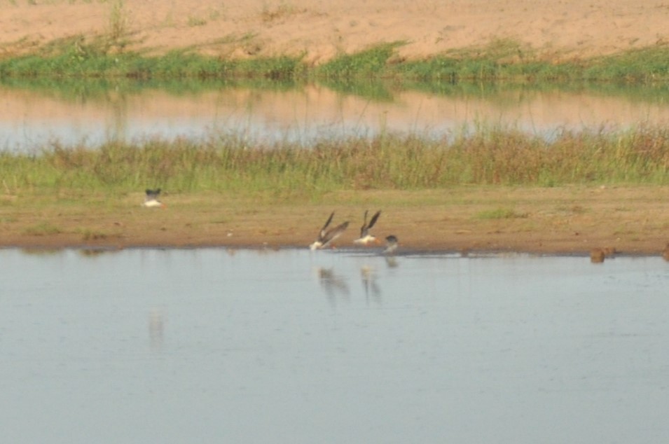 African Skimmer - ML601612991