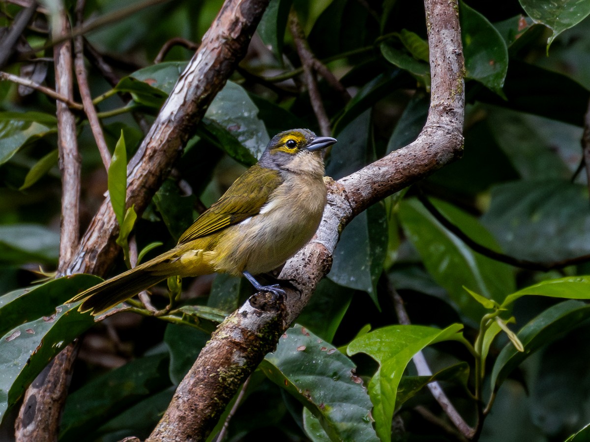 Fulvous-crested Tanager - Héctor Bottai