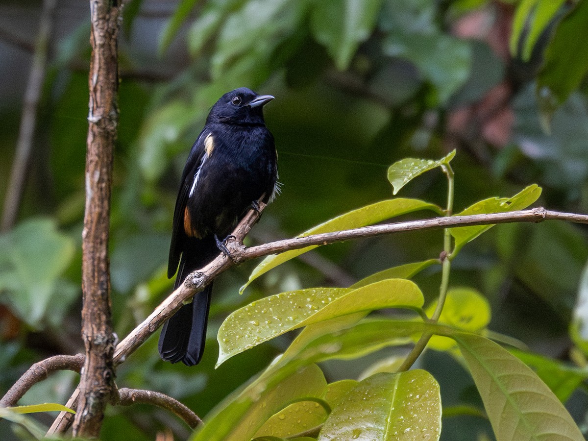 Fulvous-crested Tanager - ML601614591