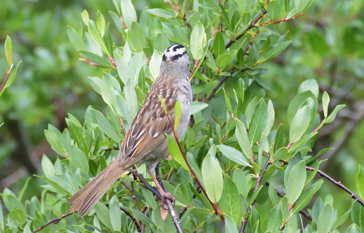 White-crowned Sparrow (oriantha) - ML601615661