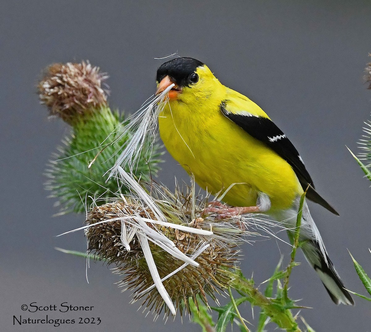 American Goldfinch - ML601616001