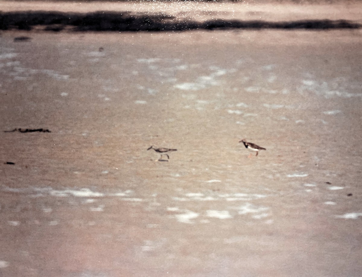 Ruddy Turnstone - Raymond Nojek