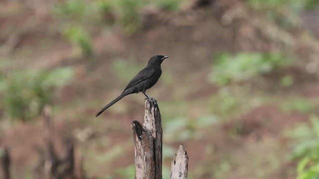 Northern Black-Flycatcher - ML601619581