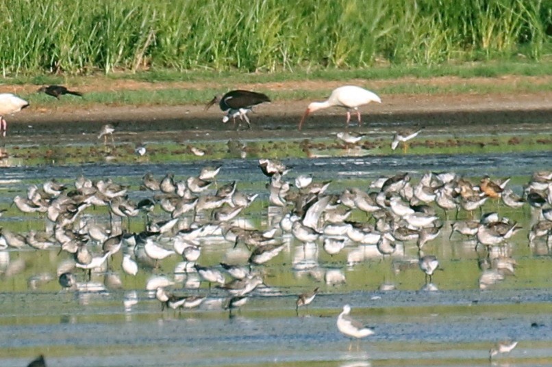 Black-bellied Plover - ML601620391