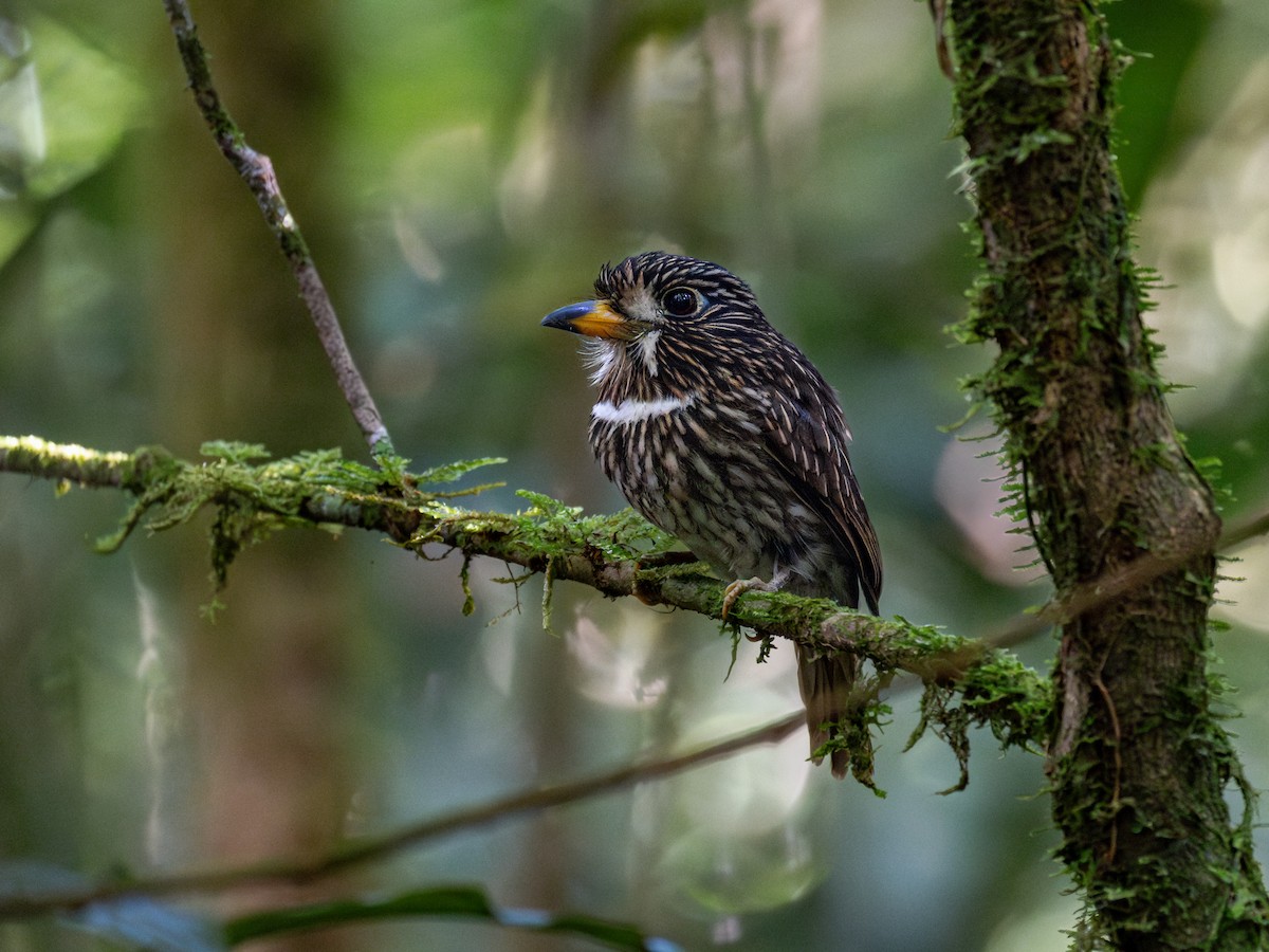 White-chested Puffbird - ML601621071