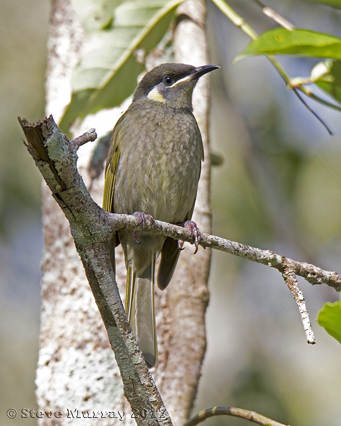 Lewin's Honeyeater - Stephen Murray