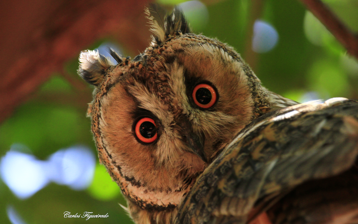 Long-eared Owl - Carlos Figueiredo