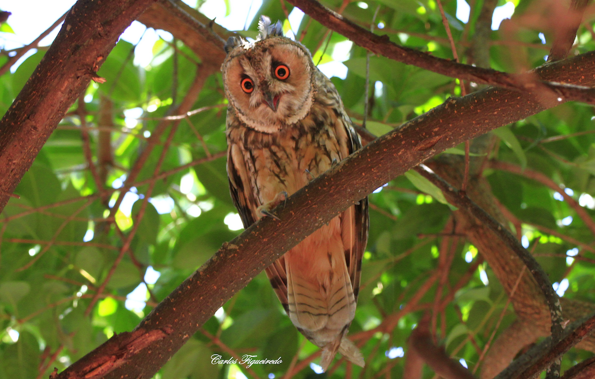 Long-eared Owl - Carlos Figueiredo