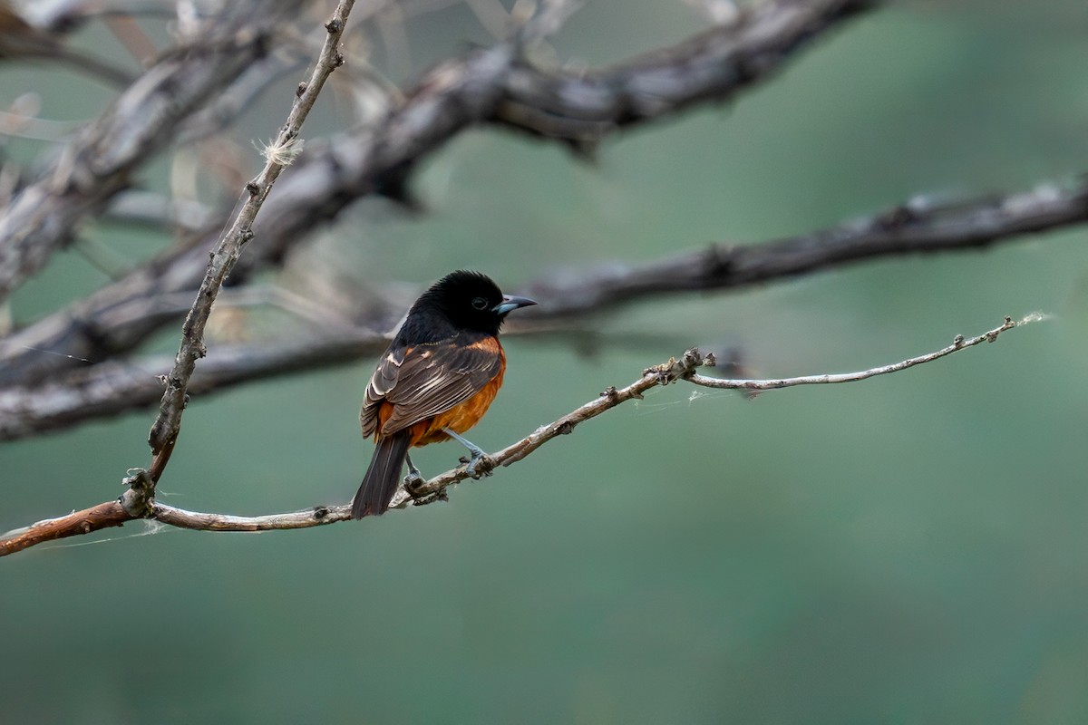 Orchard Oriole - ML601621731