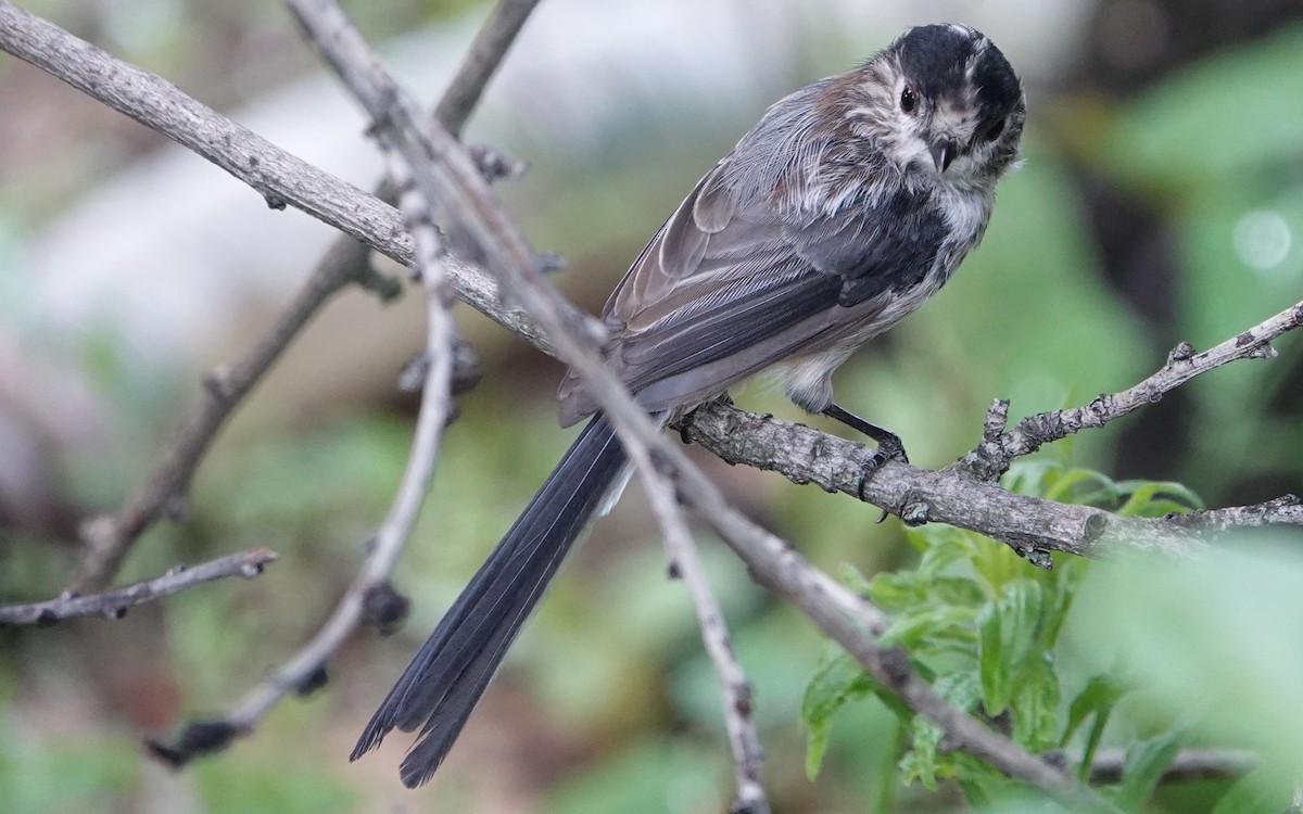 Long-tailed Tit - ML601621811