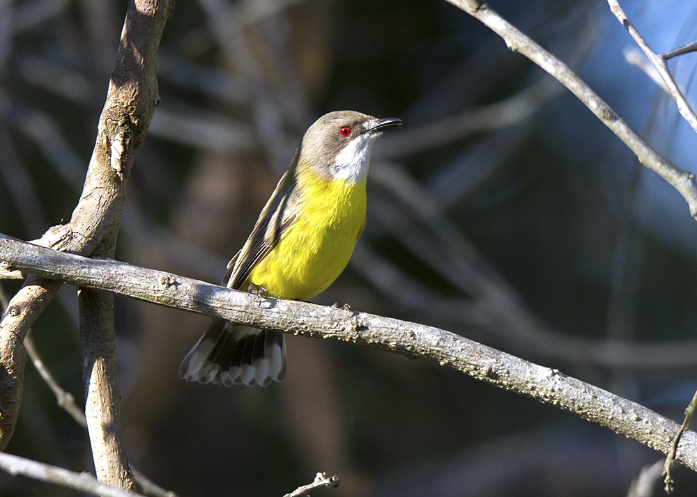 White-throated Gerygone - ML60162251