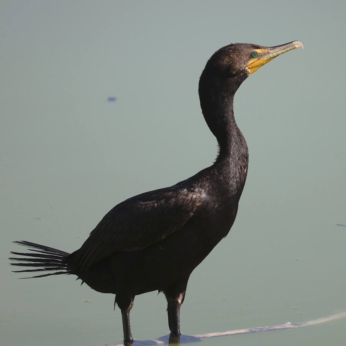 Double-crested Cormorant - ML601622911