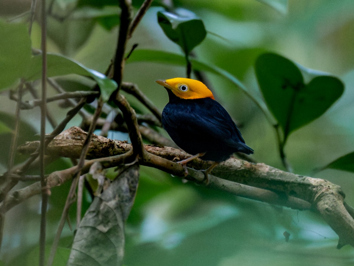 Golden-headed Manakin - ML601623231