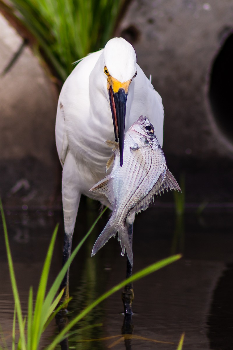 Snowy Egret - ML601624031