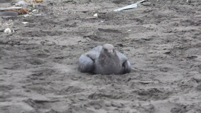 Gray Gull - ML601625081