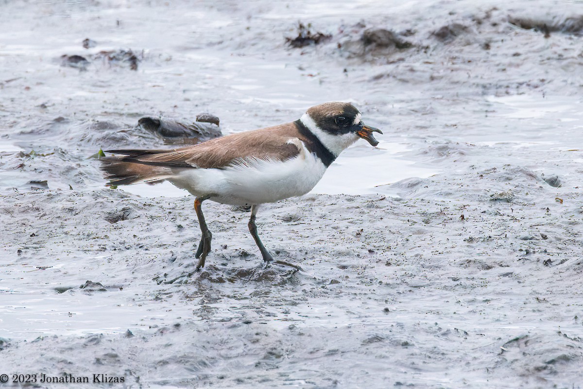 Semipalmated Plover - ML601627111