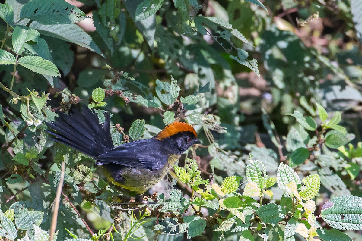 Black-faced Brushfinch - Anonymous