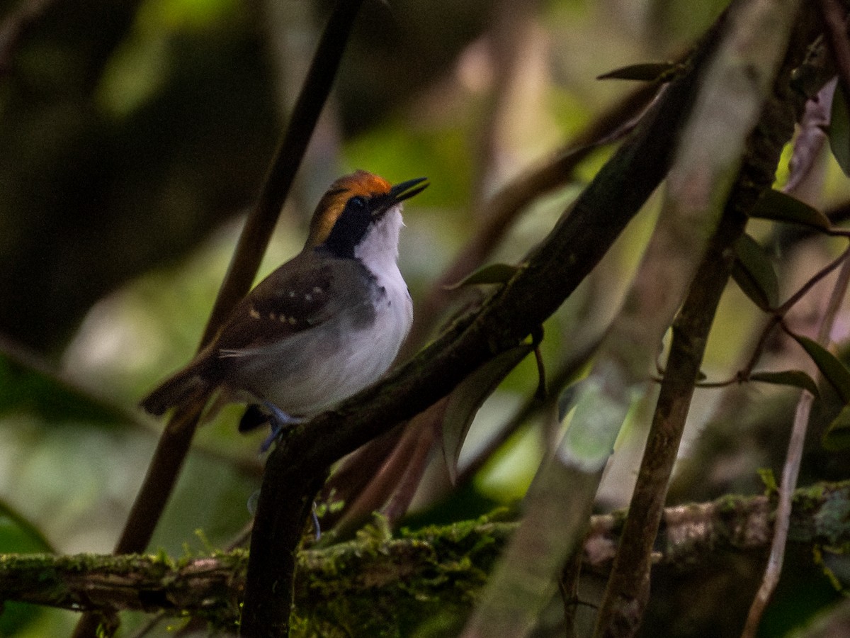 White-browed Antbird - ML601627301