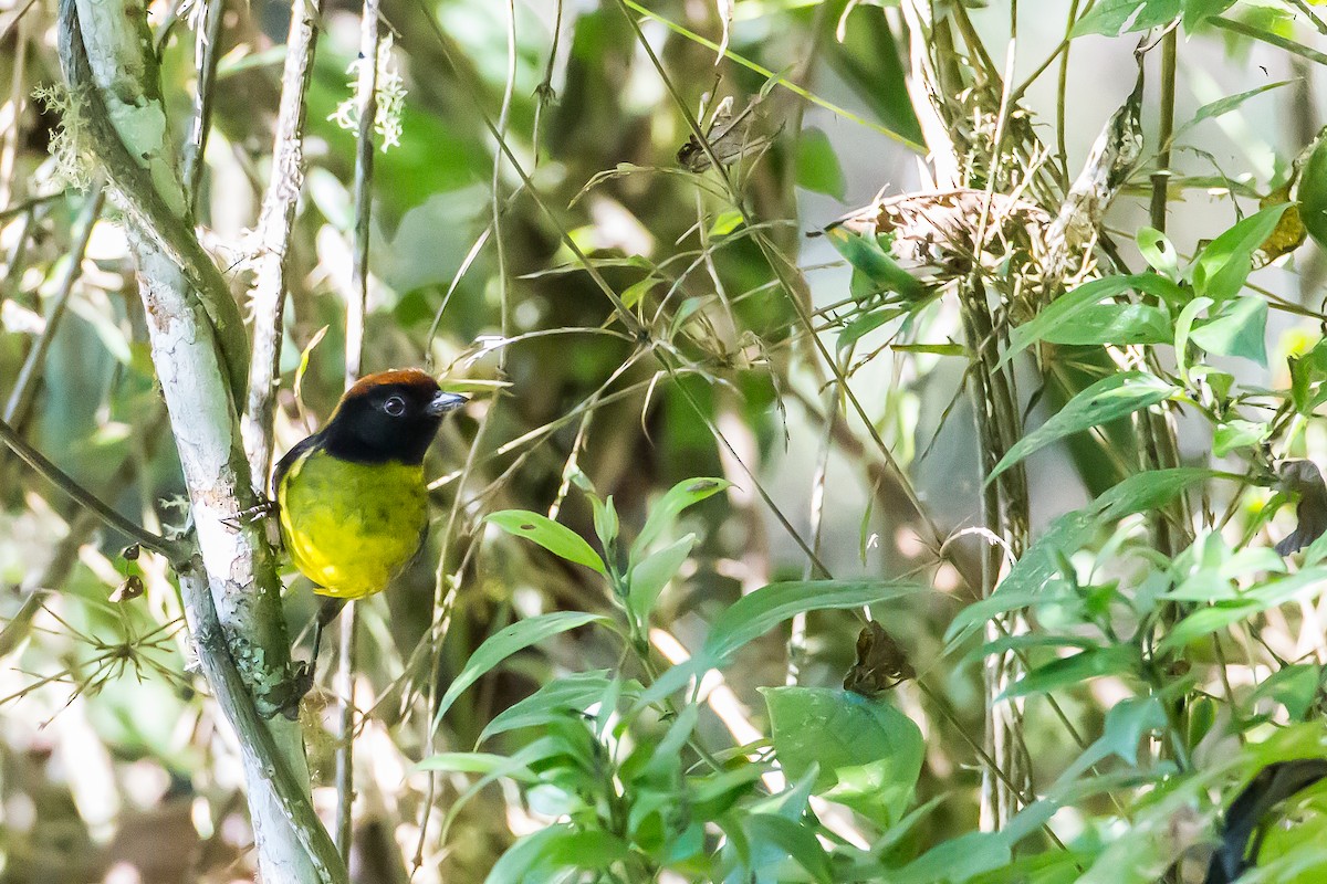 Black-faced Brushfinch - Anonymous