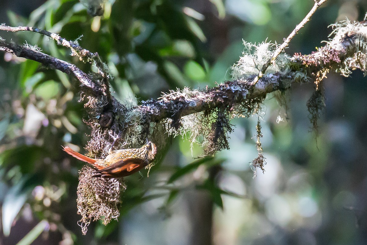 Marcapata Spinetail - Anonymous