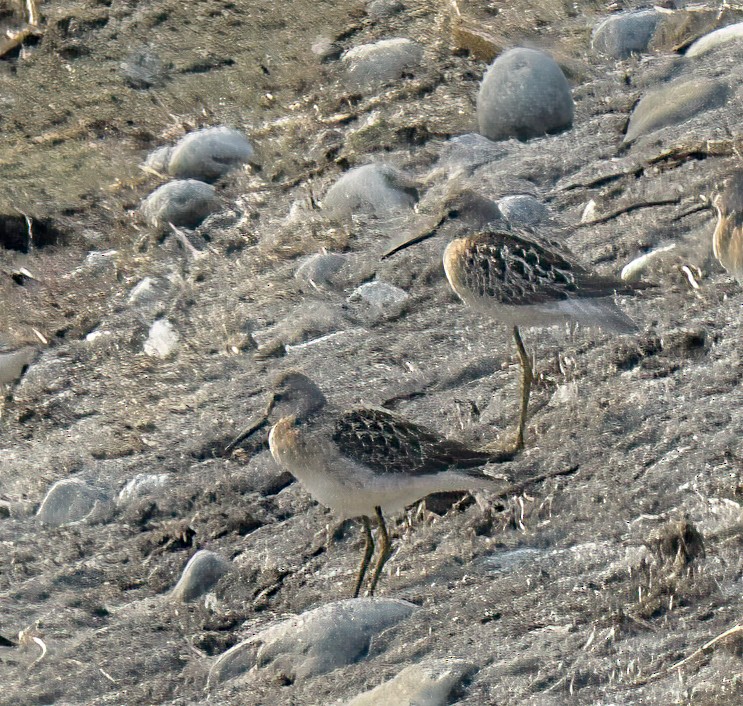 Stilt Sandpiper - ML601628441