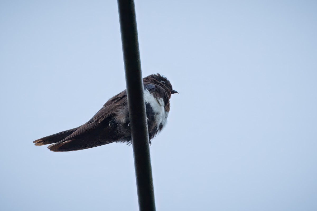 White-banded Swallow - ML601629781