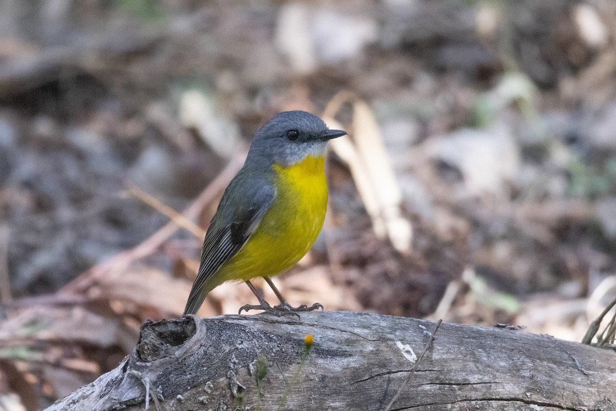 Eastern Yellow Robin - ML601631761