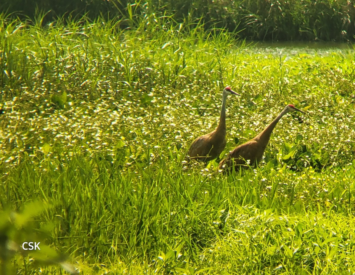 Sandhill Crane - ML601632781