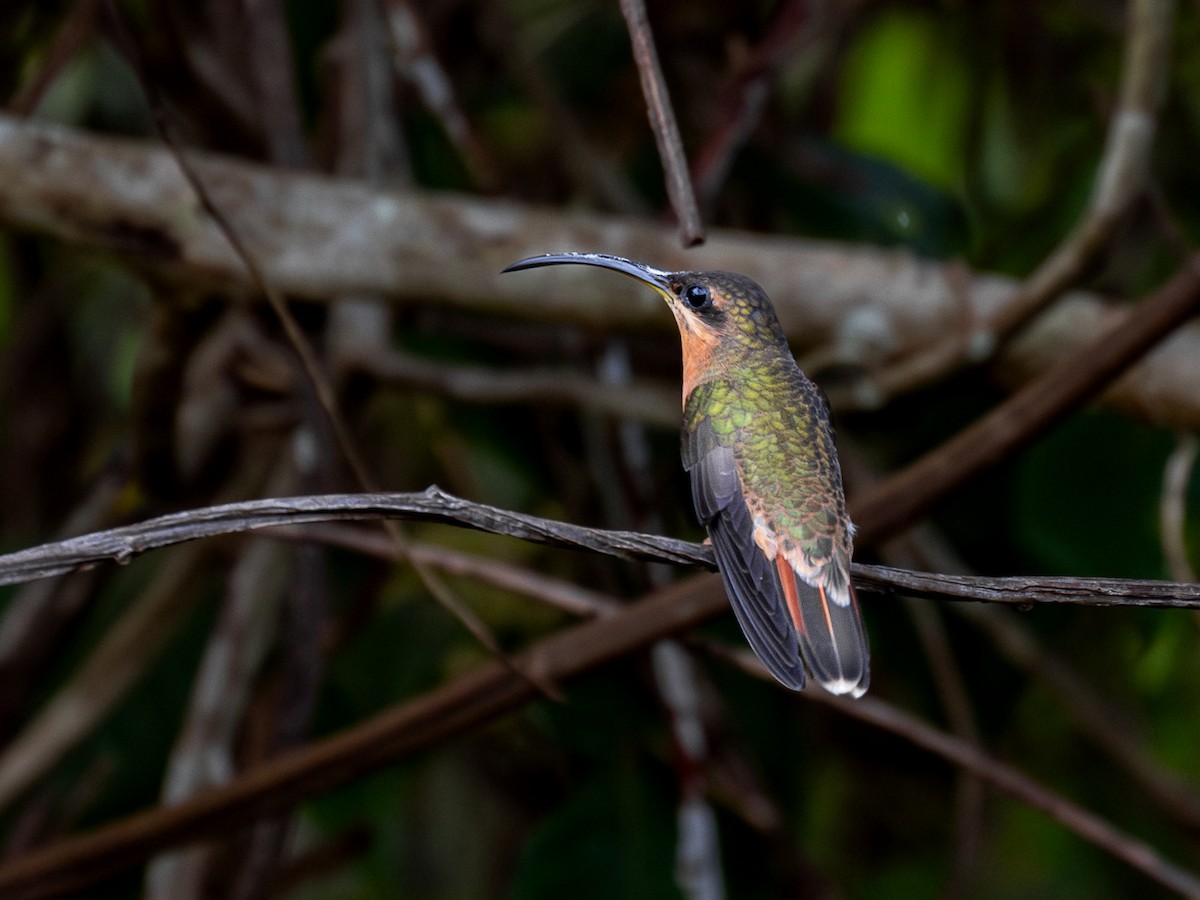 Rufous-breasted Hermit - Héctor Bottai