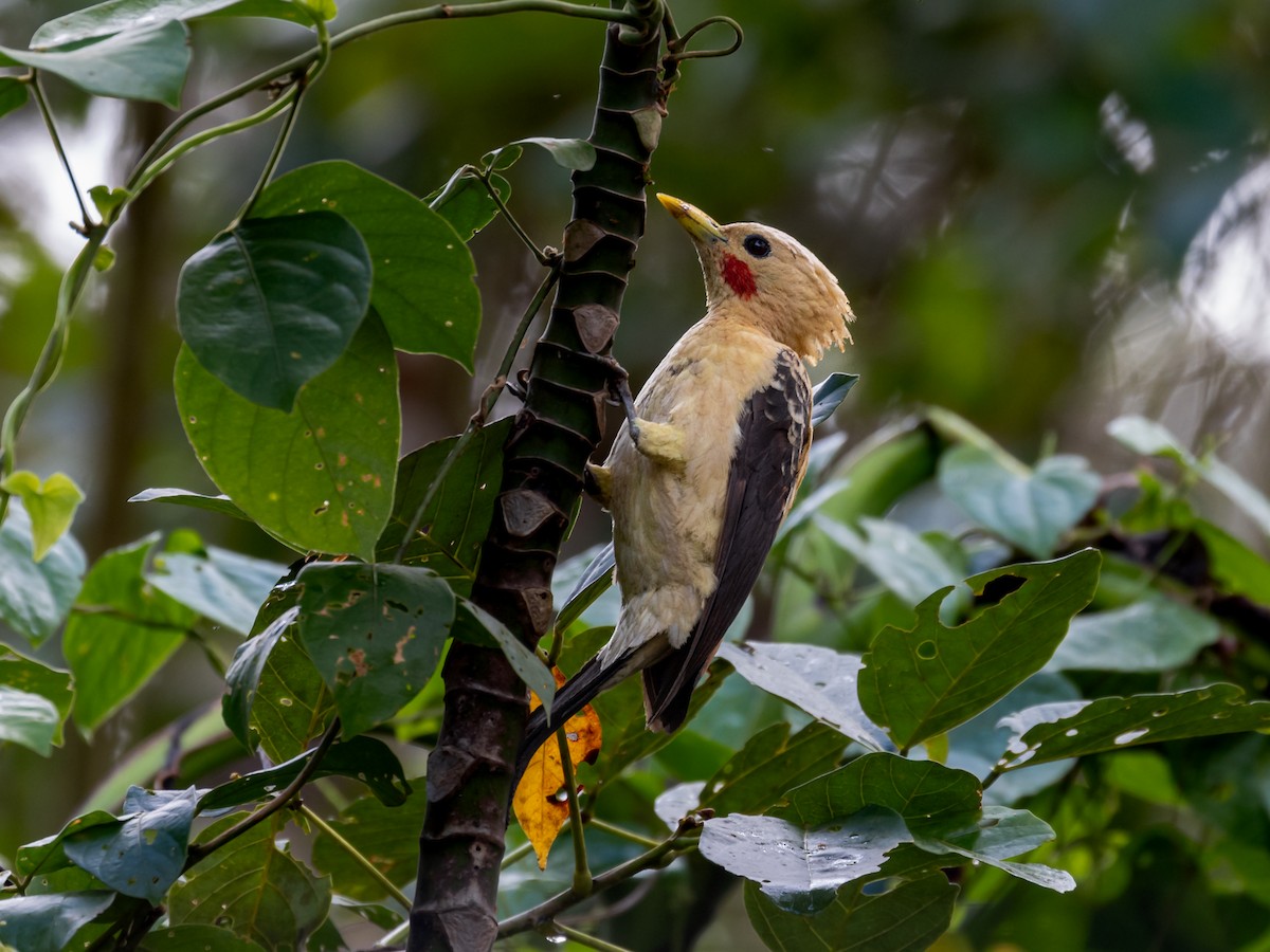 Cream-colored Woodpecker - Héctor Bottai