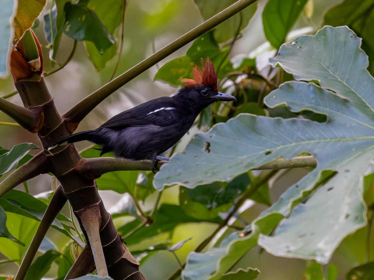 Glossy Antshrike - Héctor Bottai