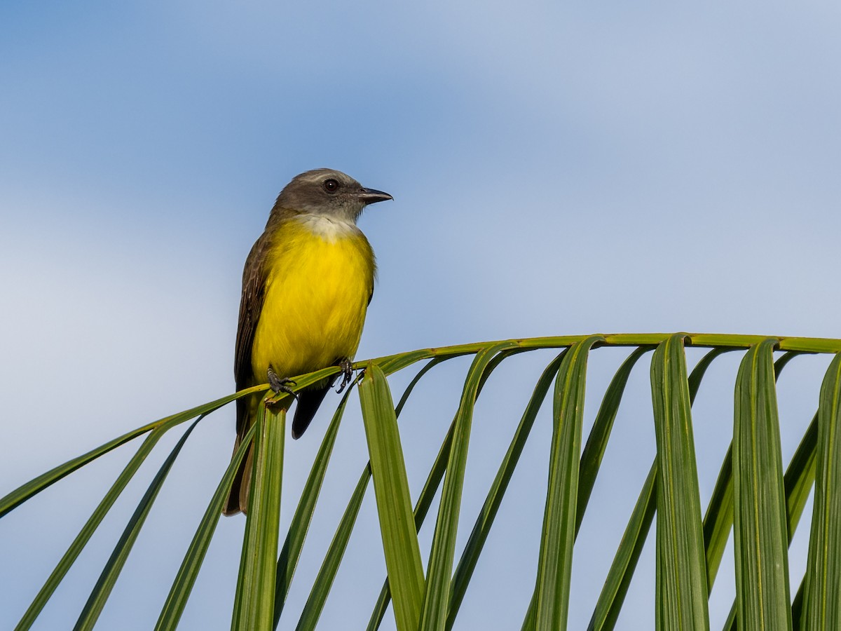 Sulphury Flycatcher - ML601633711