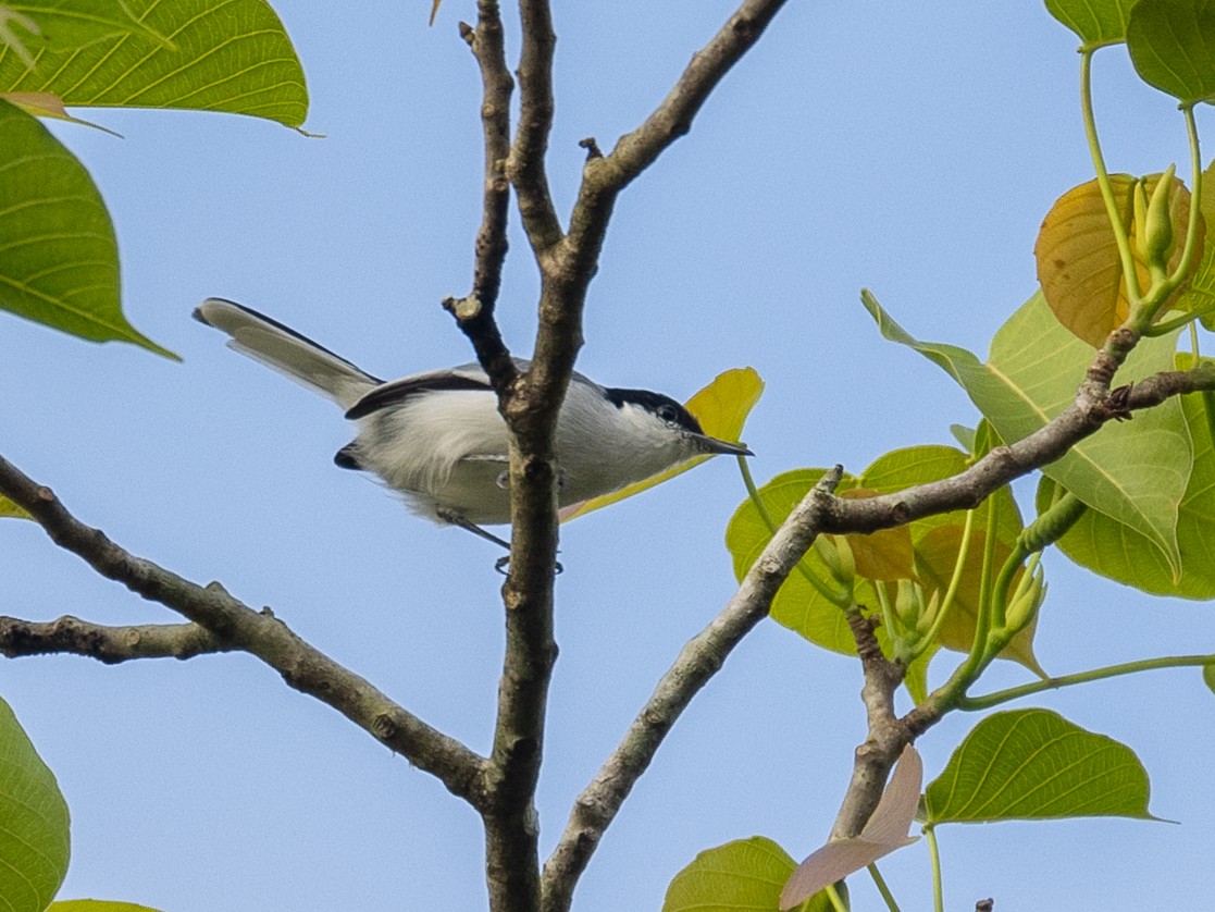 Tropical Gnatcatcher - Héctor Bottai