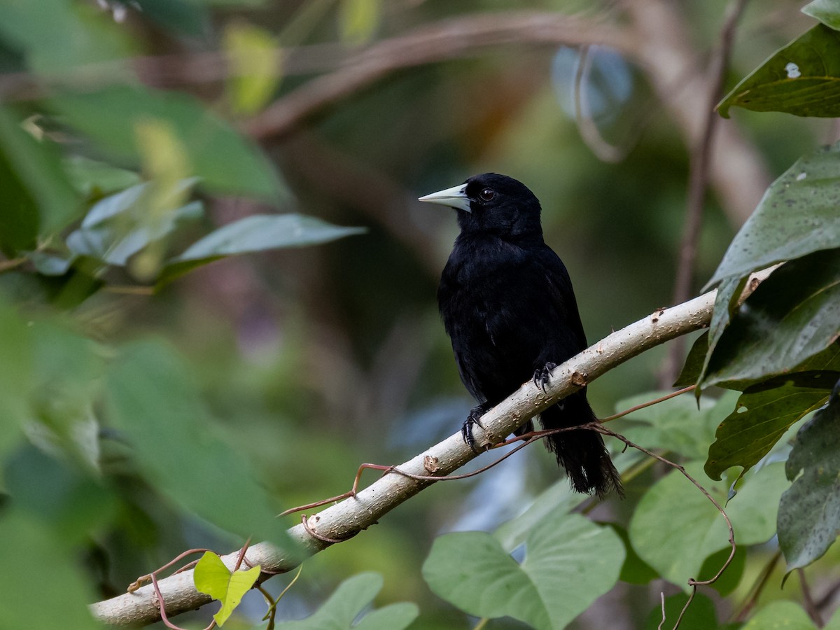 Solitary Black Cacique - ML601634031