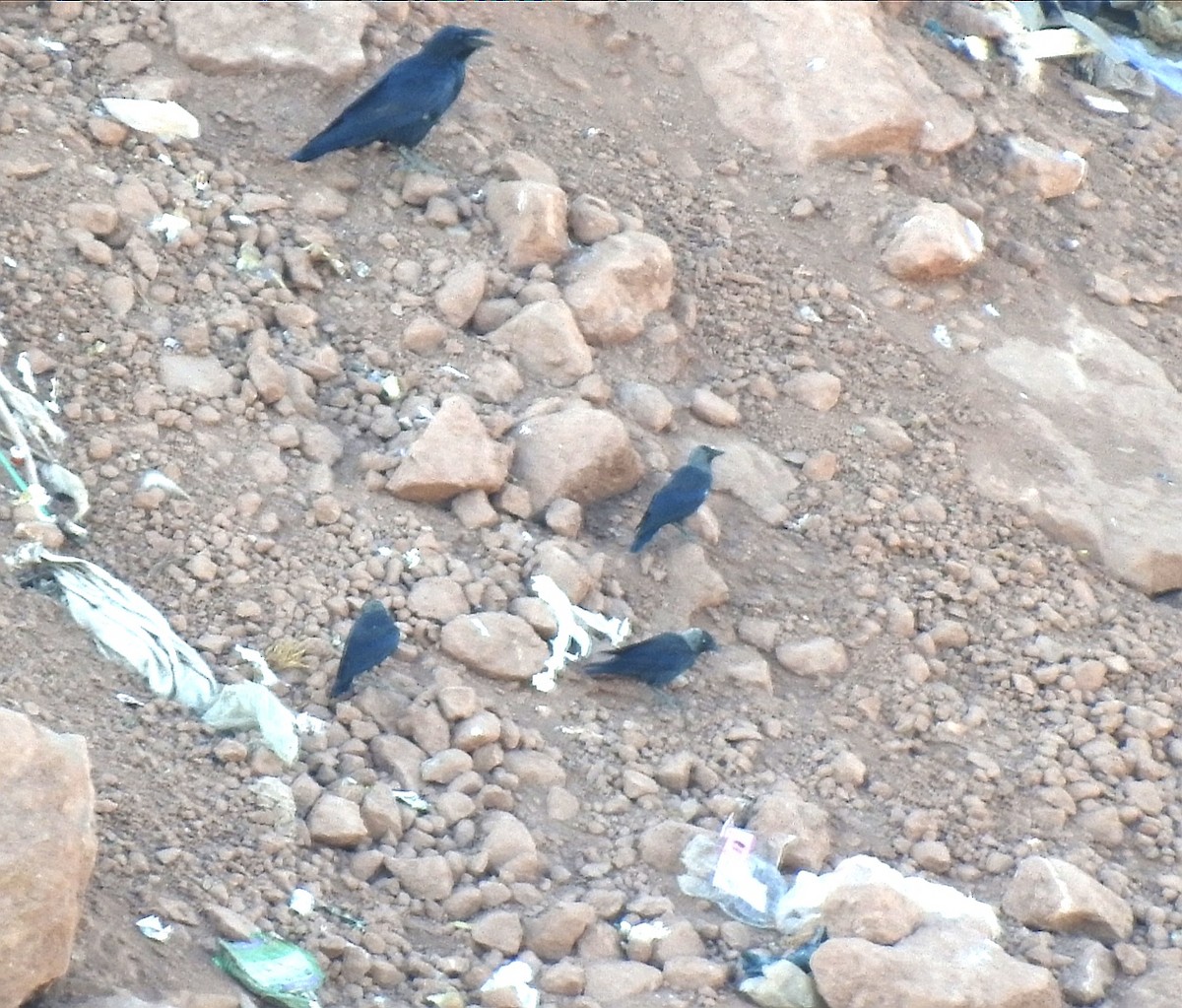 Eurasian Jackdaw - ML601634971