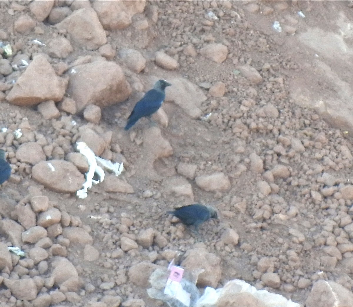 Eurasian Jackdaw - ML601634981
