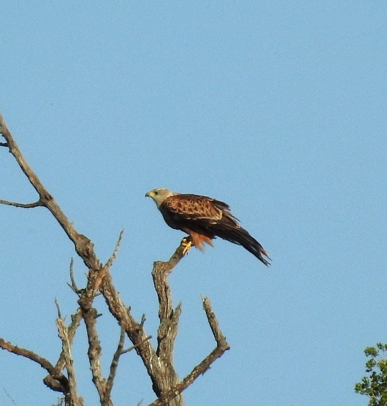 Red Kite - ML601635061