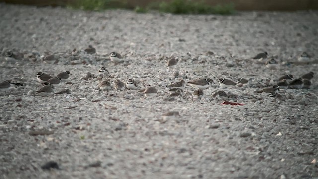 Semipalmated Plover - ML601636991