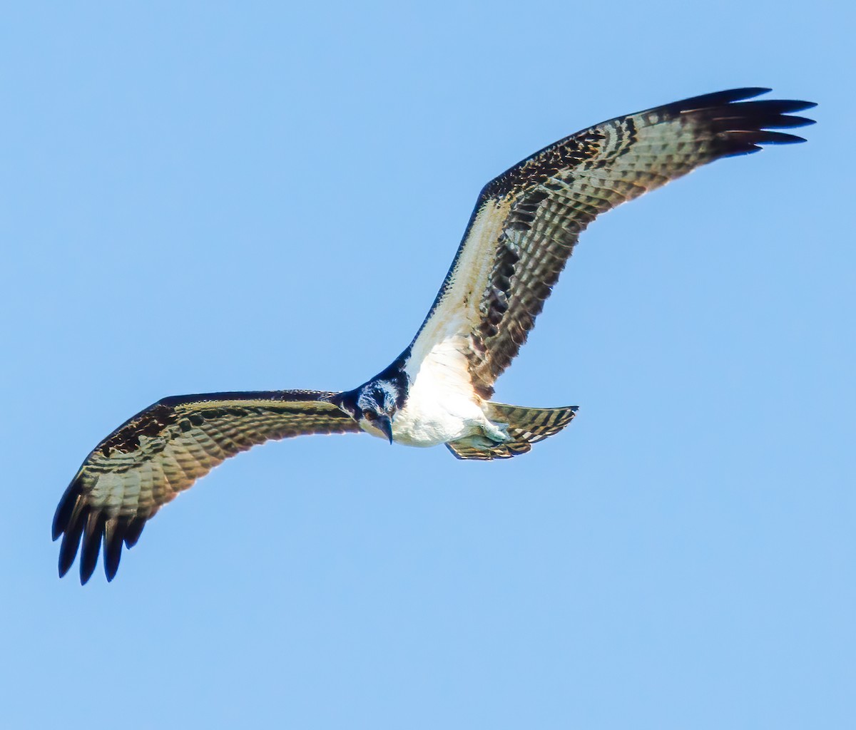 Balbuzard pêcheur - ML601637391