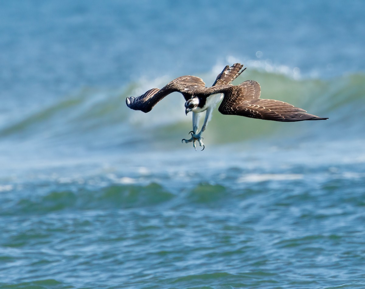 Osprey - Debbie Lombardo