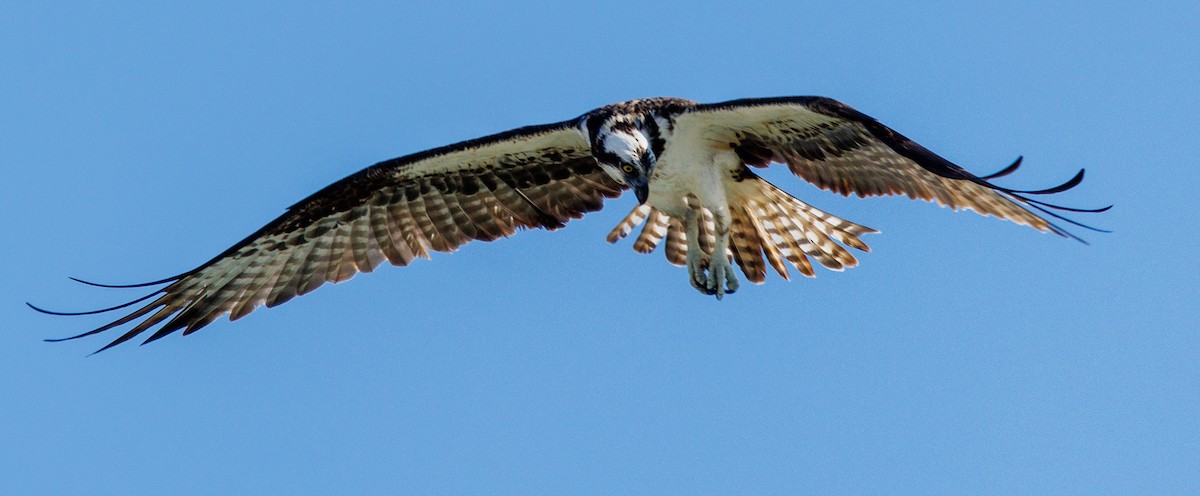 Balbuzard pêcheur - ML601638271