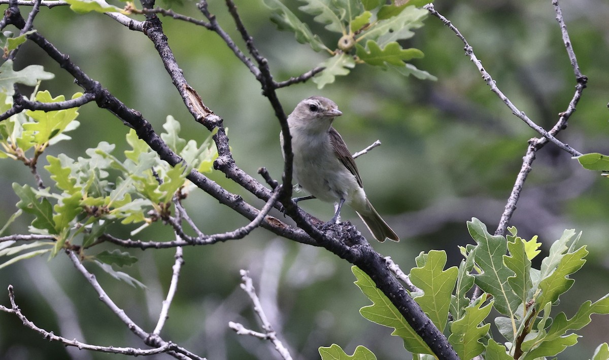 Warbling Vireo (Western) - ML601639381