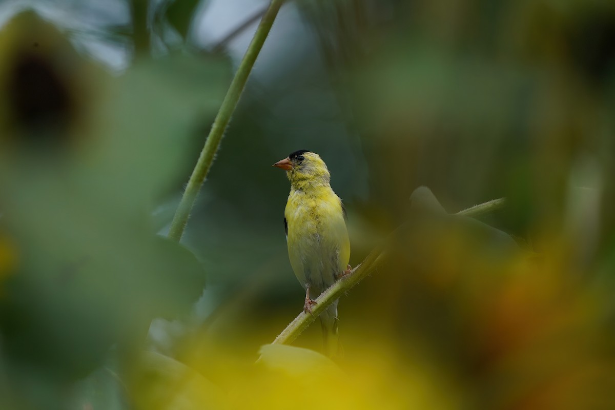 American Goldfinch - ML601639701